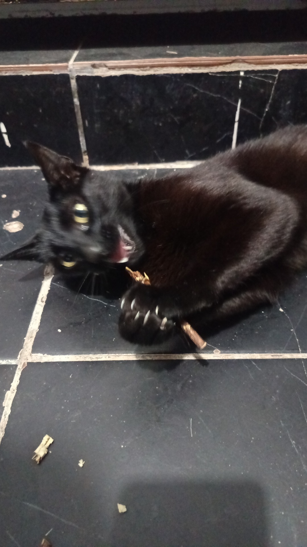 Catunga