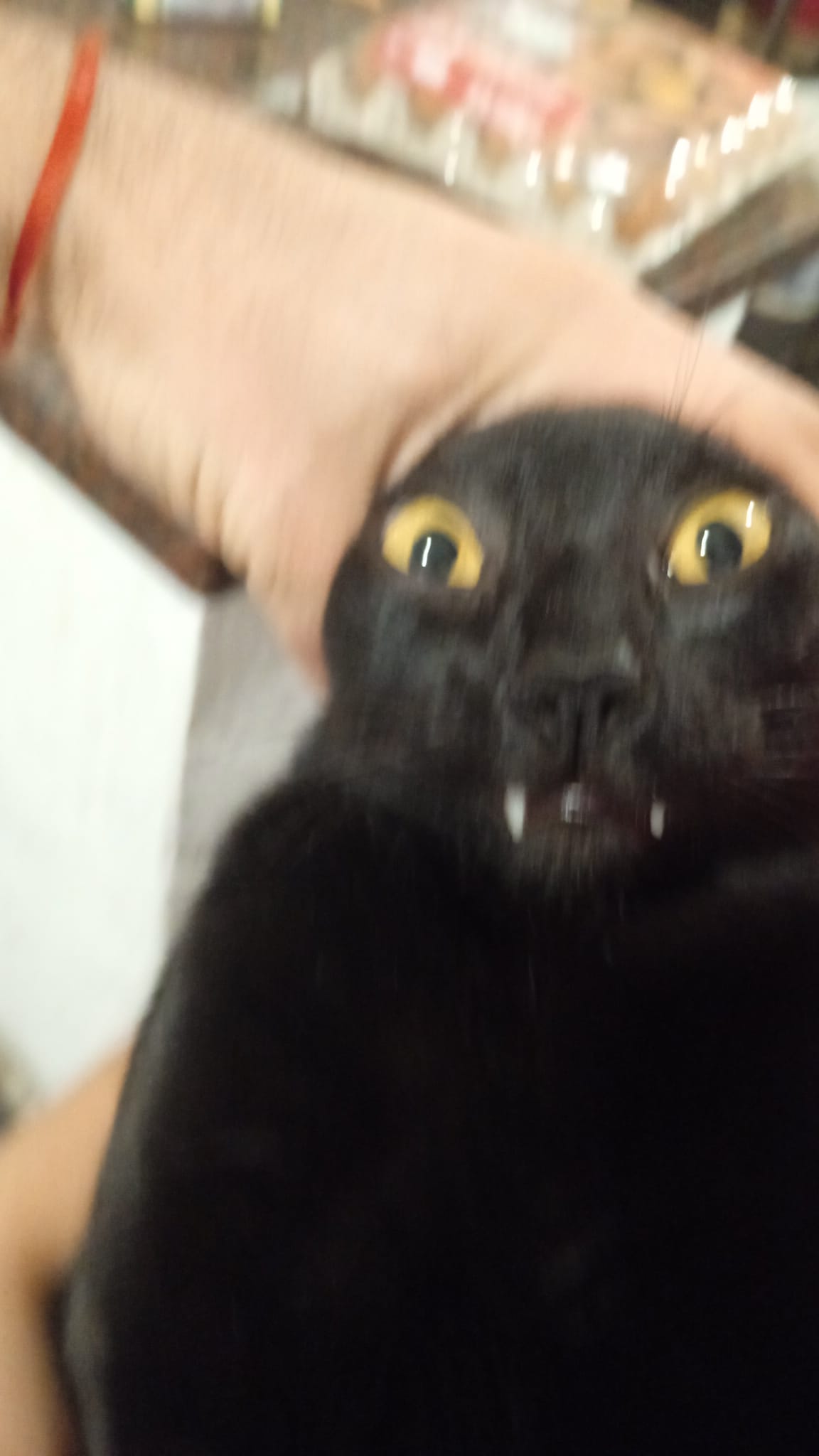 Catungo