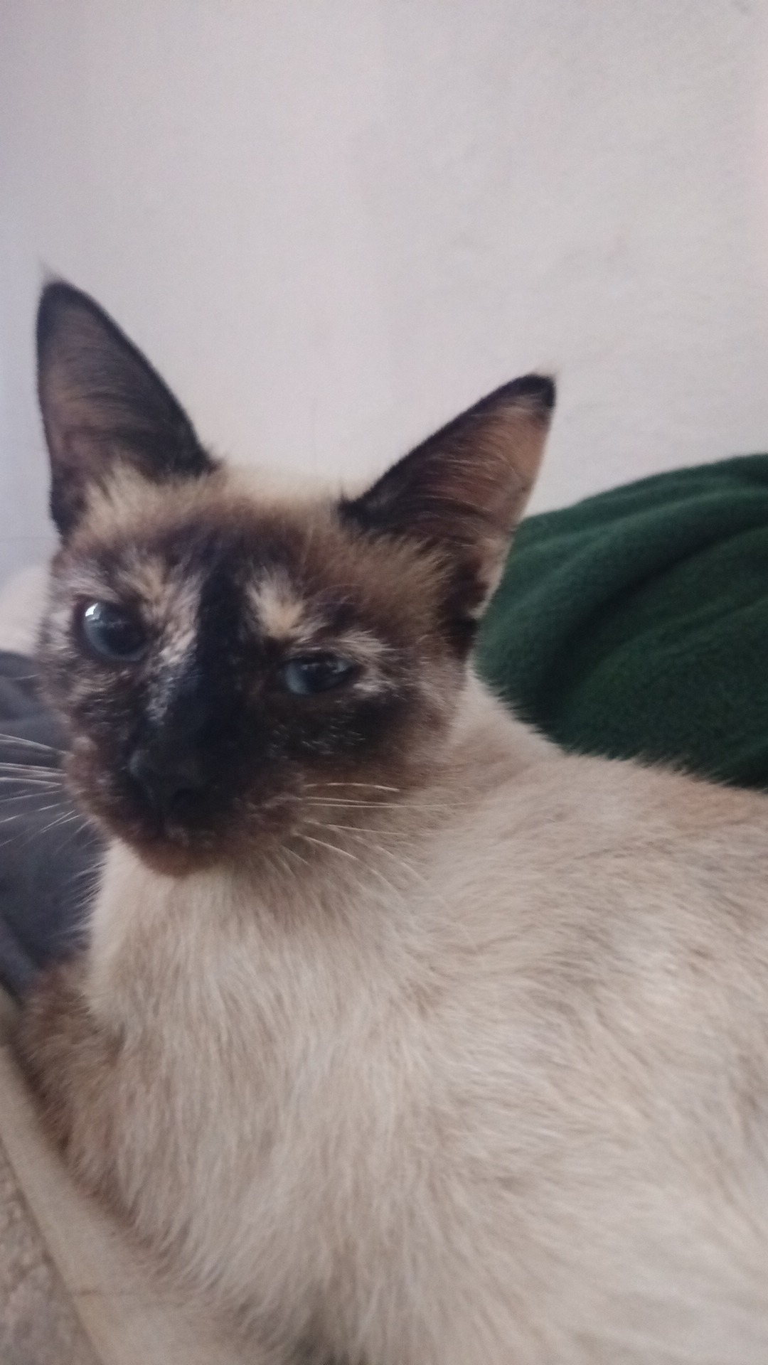 Gata de los vecinos