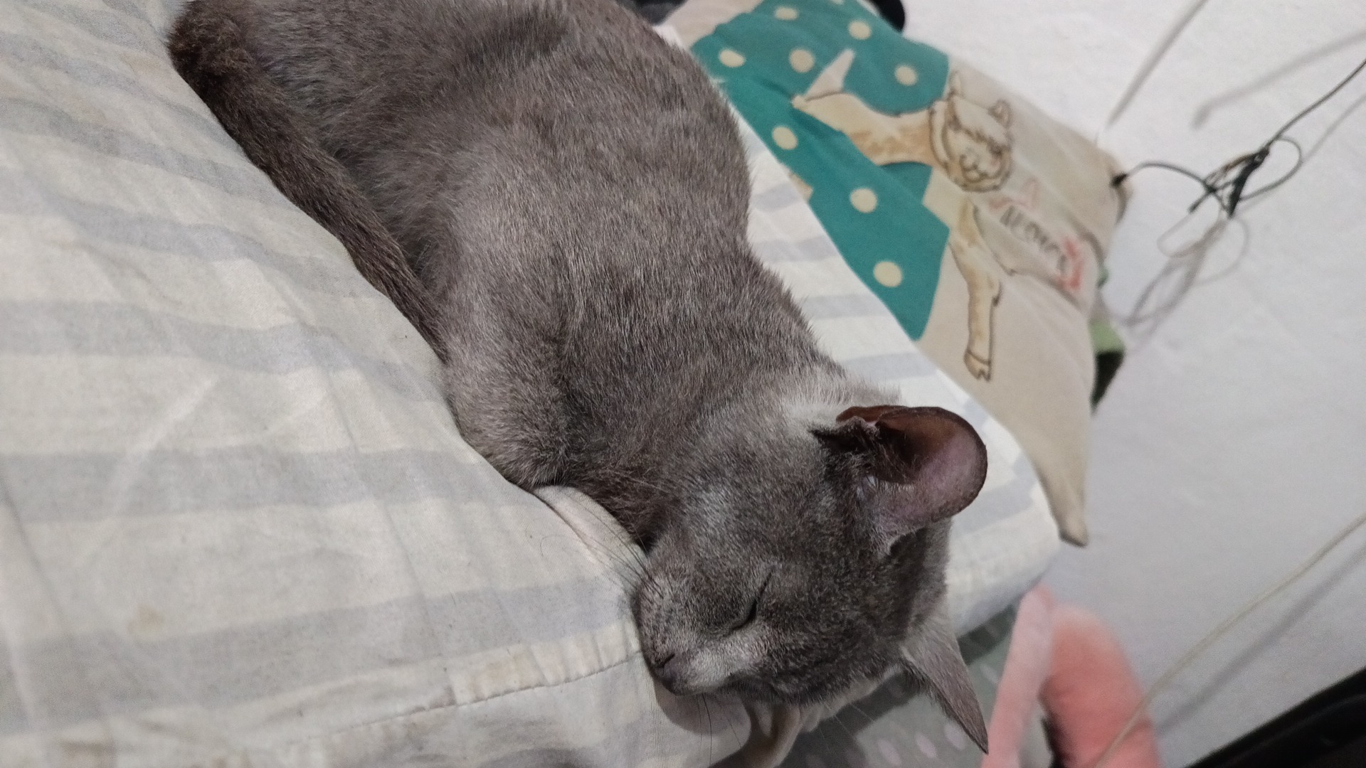 Gatita gris
