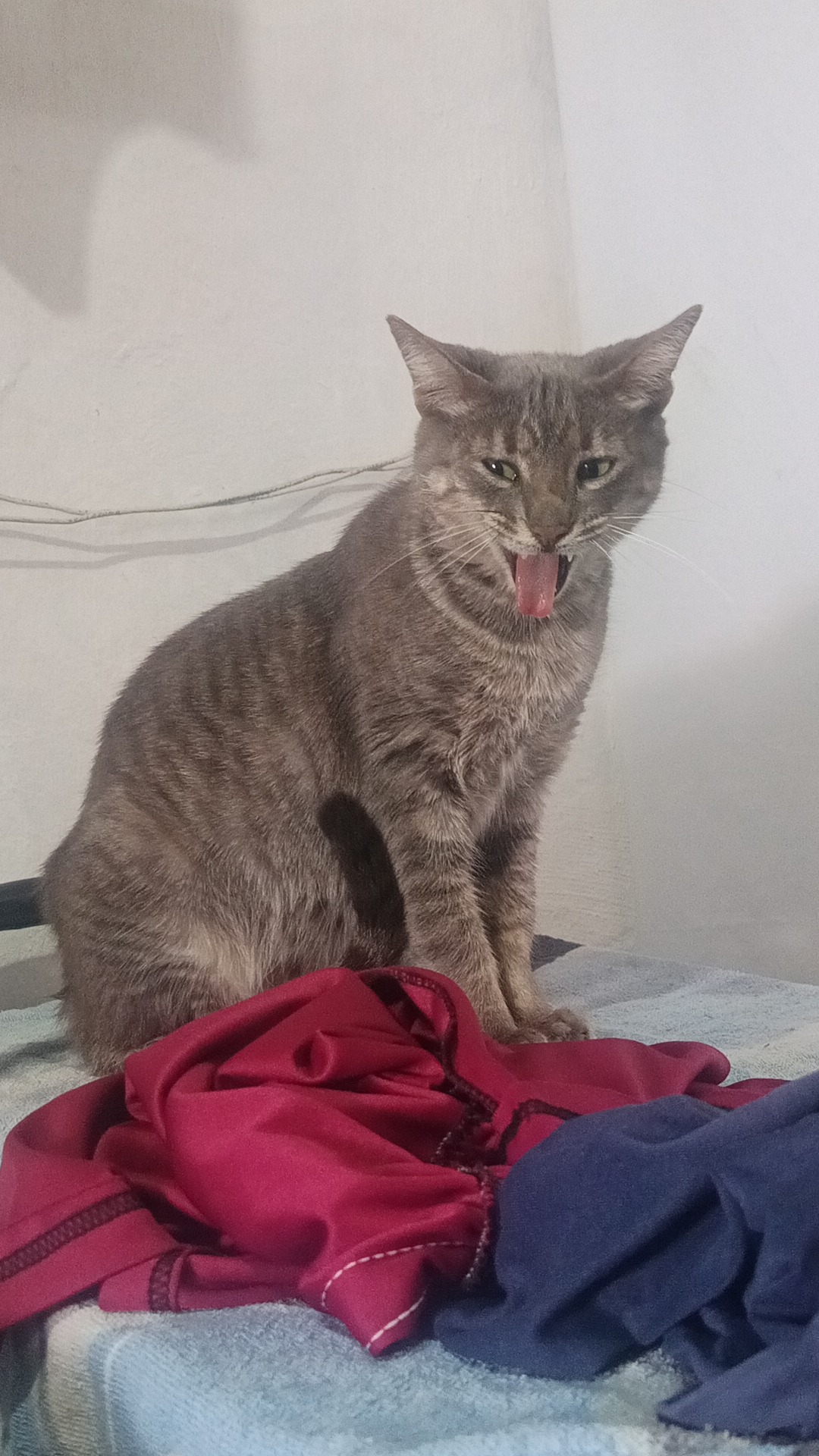 Parrillero